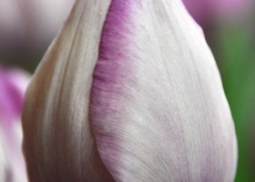 Tulipa Jacuzzi ® (3)